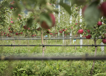 Manzanas Biosüdtirol