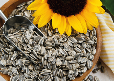 Pipas de girasol