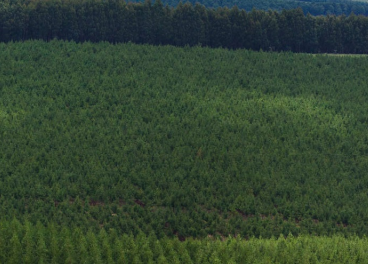 Bosque de árboles