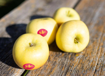 Nueva temporada de manzana yello