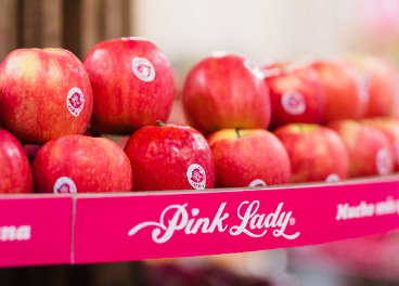 Cosecha de manzanas Pink Lady