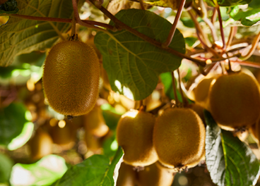 Kiwi verde de Zespri en el árbol