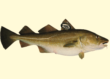 Bacalao Skrei