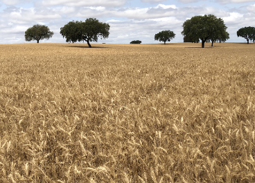 Nestlé apuesta por la agricultura regenerativa