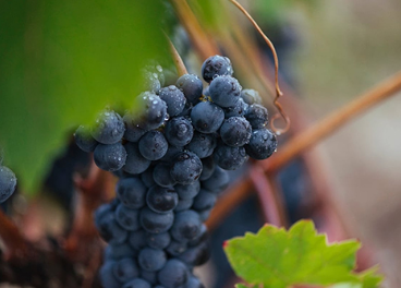 Vendimia 2025 en la DOCa Rioja