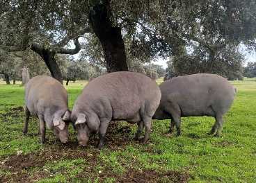 Covap monitoriza cerdos de raza 100% ibéricos