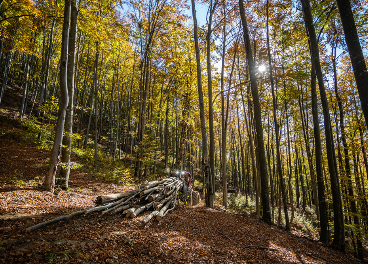 Bosque