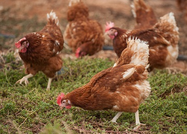 Huevos Guillén impulsa su producción