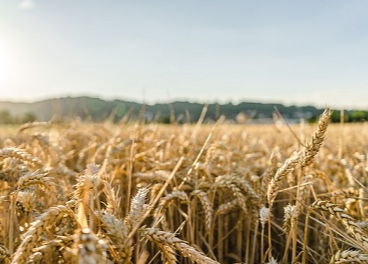 La agricultura, sostenibilidad y eficiencia