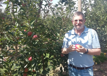 Cosecha manzanas Kissabel