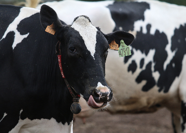 Nestlé España se provee de leche ecológica
