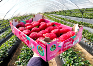 Fresón Alcampo Producción Controlada
