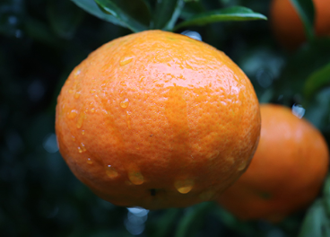 Recolección de mandarina Nova, Plus Berries