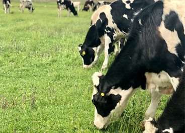 Alianza de Clun y Leche Celta
