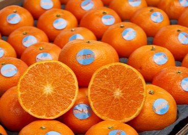 La mandarina ORRi producirá un 30% más