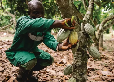 Nestlé revoluciona la producción de cacao