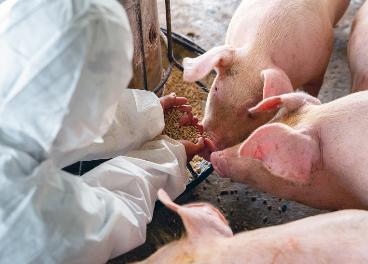 Los pilares de la sostenibilidad del porcino