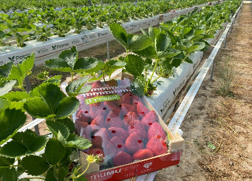 El Pinar lanza la marca de berries Mumu