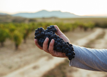 Rioja hace balance de su cosecha 