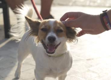 Bahía Sur, pet friendly
