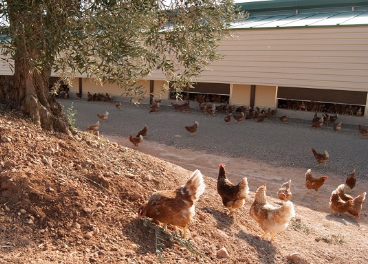 Huevos Guillén invertirá 14,5M en una nueva granja