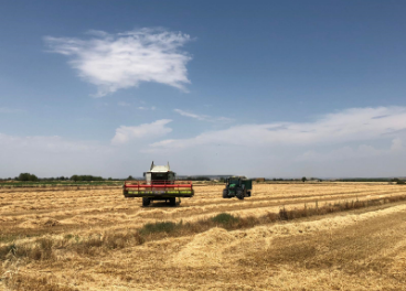 Campos de Trigo Harmony