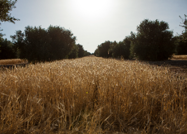 Campos de cebada