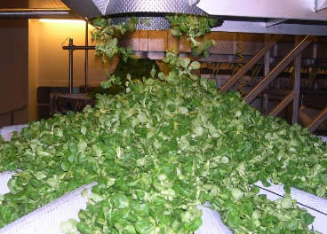 Crecen los costes de las verduras de IV Gama