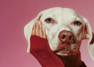 Compras de productos para mascotas, Klarna