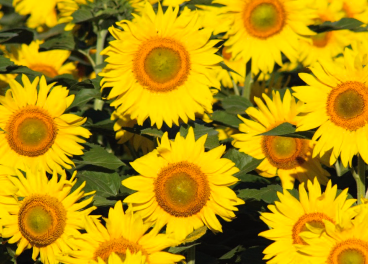 Pipas de girasol de Estados Unidos