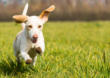 Perro corriendo