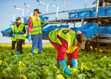 Recogida de productos de Florette