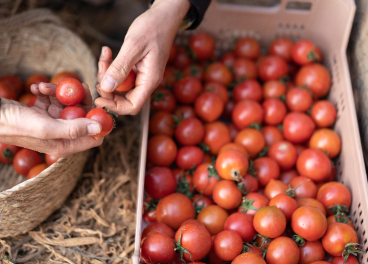 Tomates nacionales en Lidl