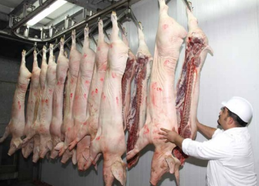 Crecen las exportaciones del porcino español