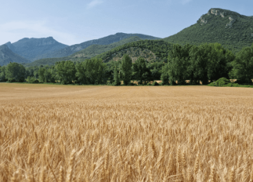 Cultivo de trigo sostenible
