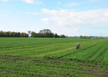 Unilever fomenta la agricultura regenerativa