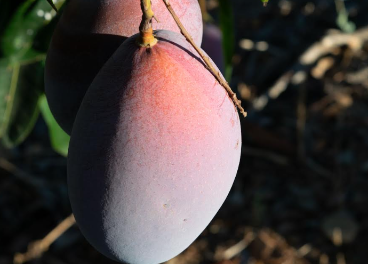 Montosa inicia la campaña de mango