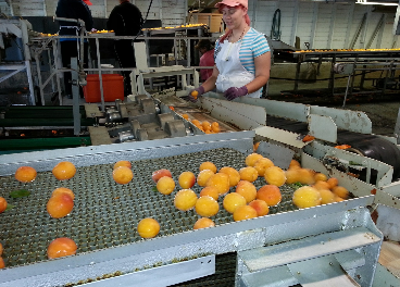 Trabajadora en una fábrica de naranjas