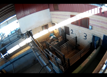 Cámara de videovigilancia en un matadero