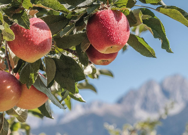 VOG crece en manzanas ecológicas