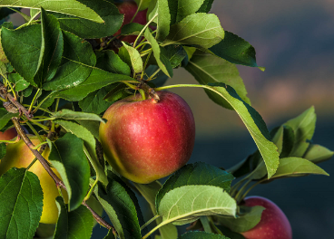 Manzana Kanzi, de VOG