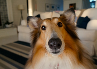 Mascota del Verano de Royal Canin
