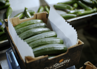 Buenas previsiones de Agroponiente