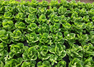 Colaboración de Damm y Ametller Origen 