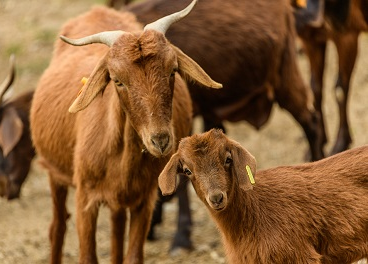 ‘Cabrito de Extremadura’, nueva IGP en Europa