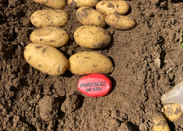 Nueva campaña de Patatas Meléndez