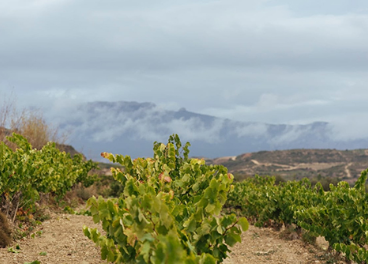 Vendimia 2025 DOCa Rioja