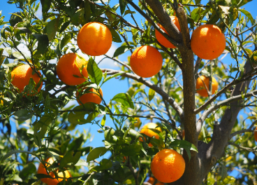 The Natural Fruit Company adquiere NaturGreen