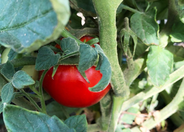 Tomate madrileño