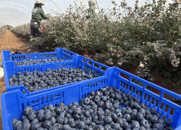 Plus Berries: gestión técnica vs reto climático